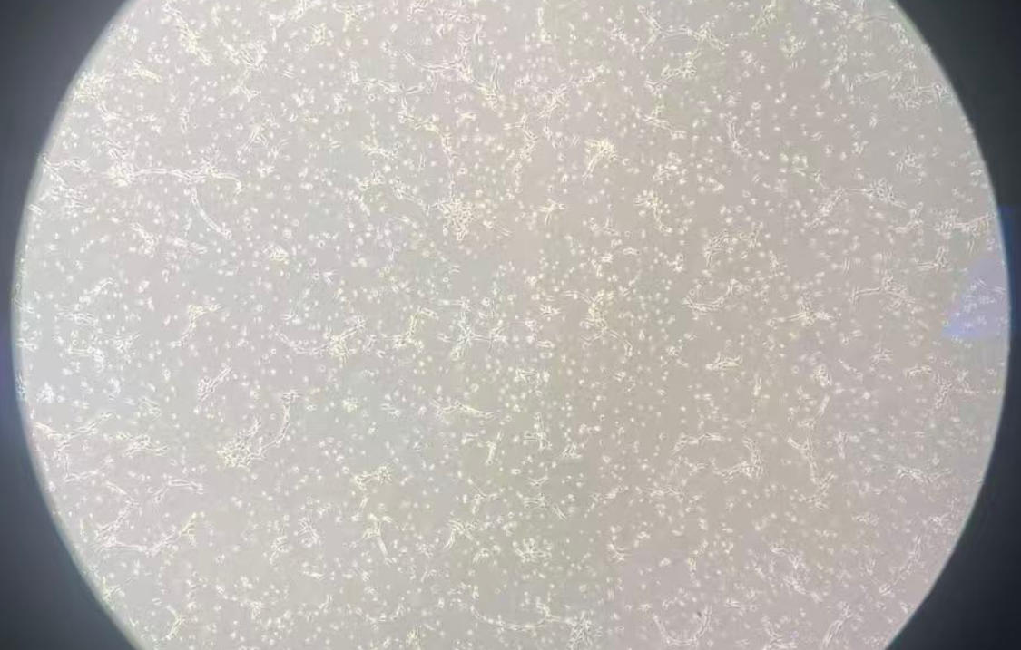 22222.jpg
